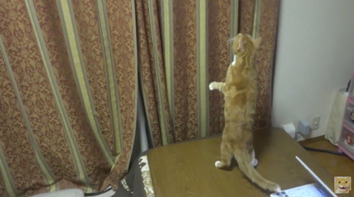 虫をめがけて特大ジャンプ まさかの展開にニャンコもビックリ ねこのきもちweb Magazine 虫をめがけて特大ジャンプ まさかの展開にニャンコもビックリ ねこのきもちweb Magazine