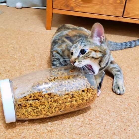 ビンをかじる猫
