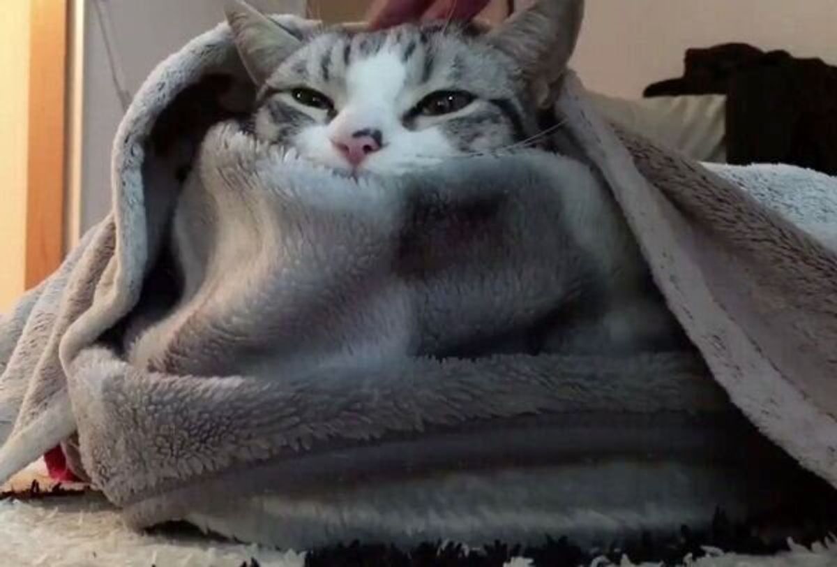 モフモフすぎてたまらん 猫に毛布をたくさんかけると 幸せいっぱい の表情に ねこのきもちweb Magazine モフモフすぎてたまらん 猫に毛布をたくさんかけると 幸せいっぱい の表情に ねこのきもちweb Magazine