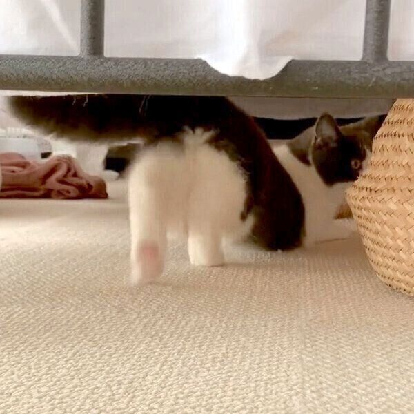 立ち上がるおもちちゃん