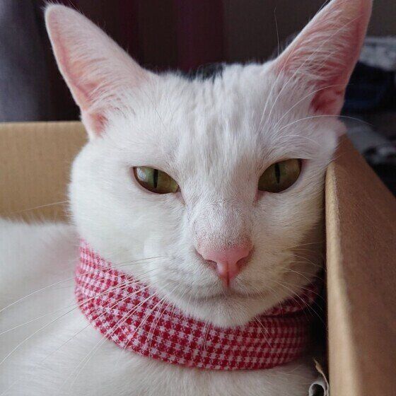 Mix（黒×白）のゆきみくん♪