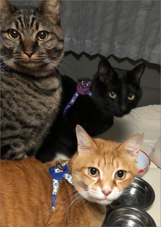 ねこのきもち投稿写真ギャラリー