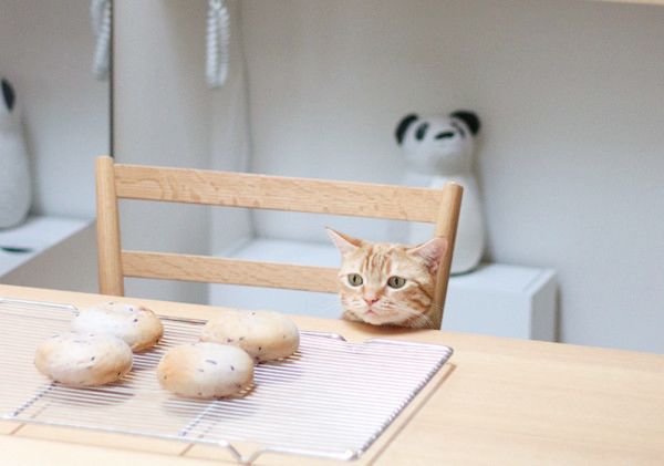 ほっこりする猫との暮らし