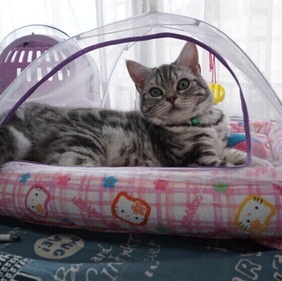 アメリカンショートヘアのうめちゃんと蚊帳