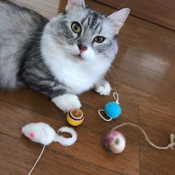 おもちゃで遊ぶマンチカン