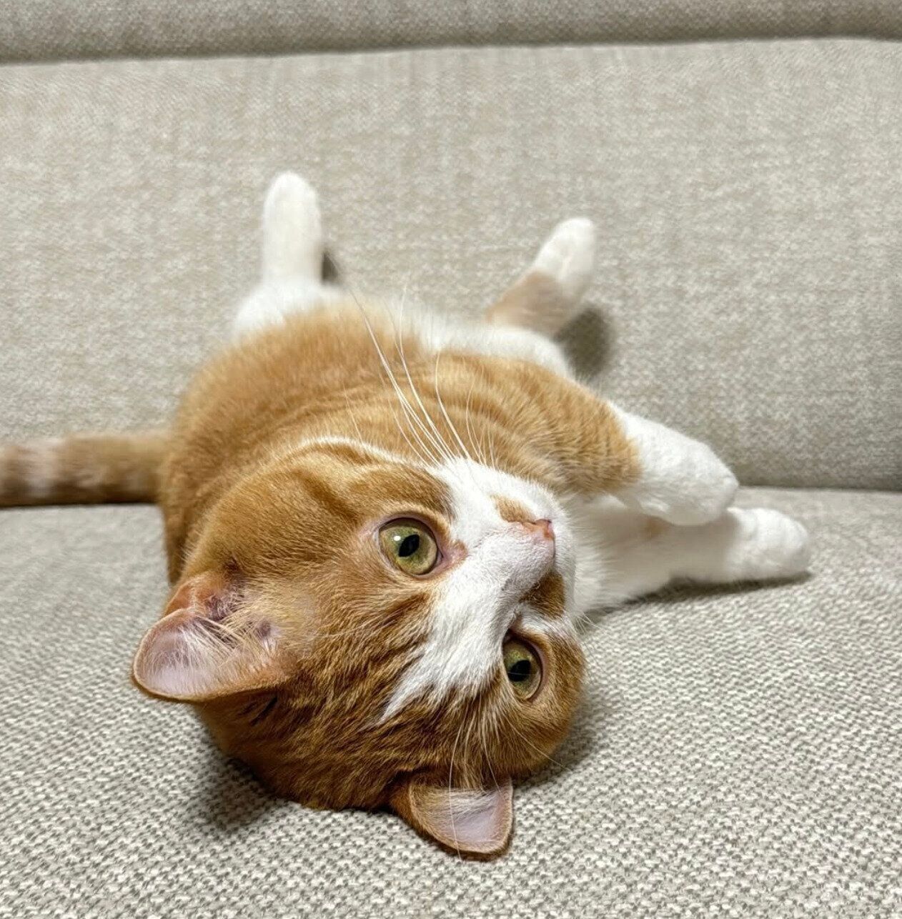 まったりするみくるちゃん