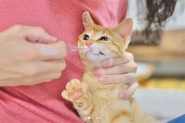 歯磨きをしてもらうみゃおちゃん