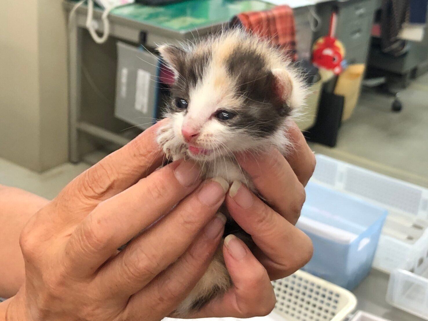 ぬいぐるみを抱えて眠る生後2週間の保護子猫→約4年後、大きく