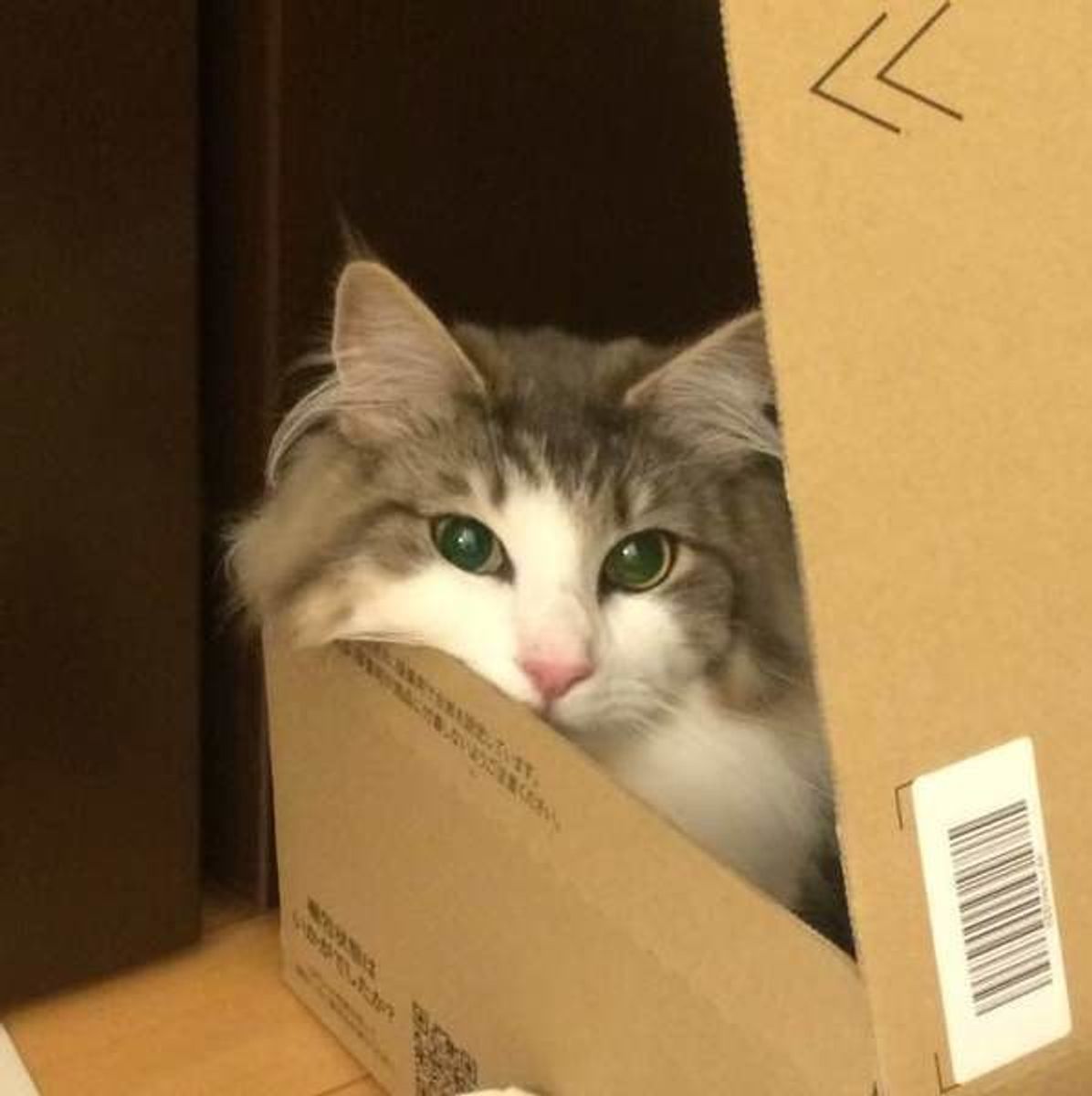 猫が段ボール箱を好むのはなぜ ガジガジ噛みつく理由についても解説 ねこのきもちweb Magazine 猫が段ボール箱を好むのはなぜ ガジガジ噛みつく理由についても解説 ねこのきもちweb Magazine