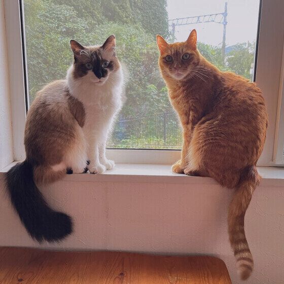 MIX茶トラのまるくんと同居猫ちゃん