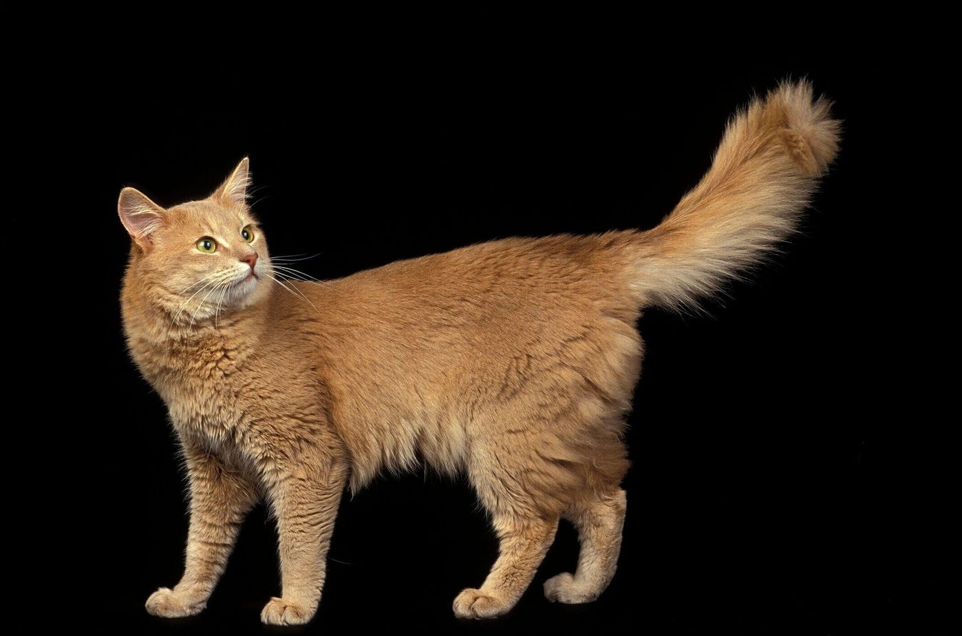 ソマリの特徴と飼い方 可愛い画像いっぱい ねこのきもち 猫図鑑 ねこのきもちweb Magazine ソマリの特徴と飼い方 可愛い画像いっぱい ねこのきもち 猫図鑑 ねこのきもちweb Magazine