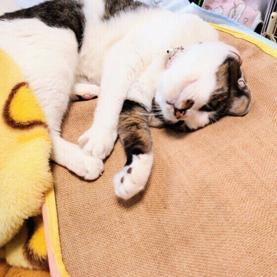 スリスリするさとちゃん（MIX）