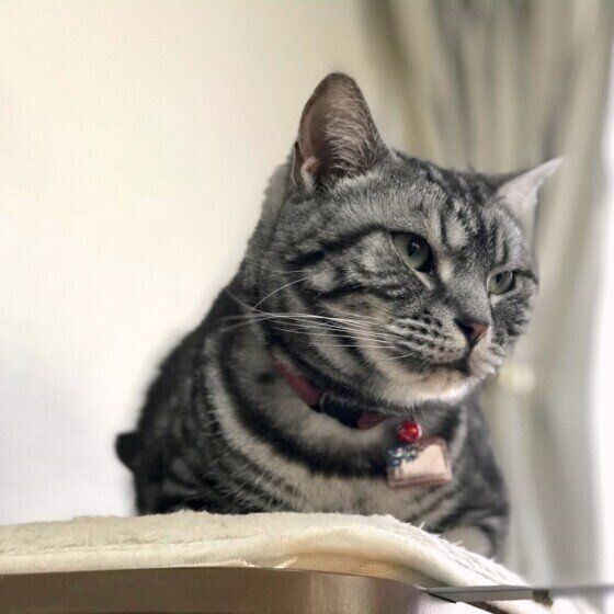 横を向くアメリカンショートヘア