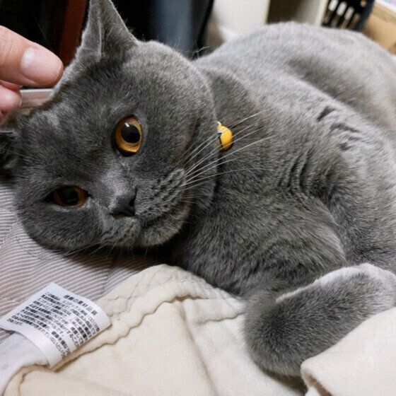 横に寝るブリティッシュショートヘア