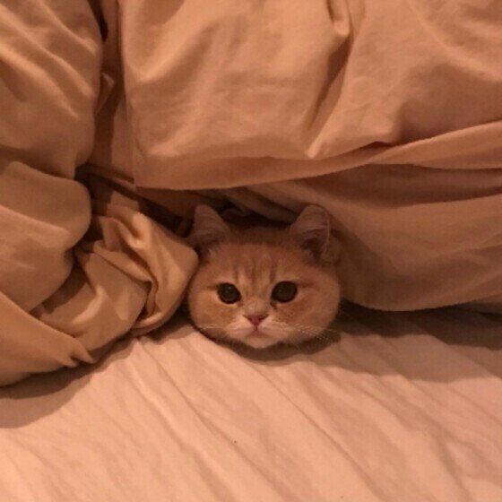 布団のなかの猫