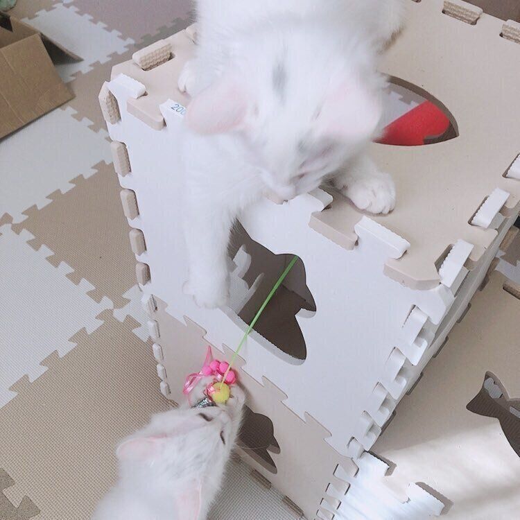 ジョイントマットの猫タワー