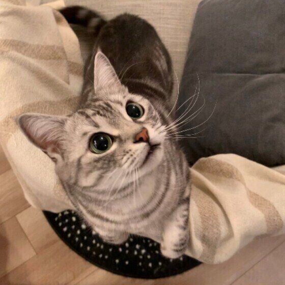 見つめるアメリカンショートヘア