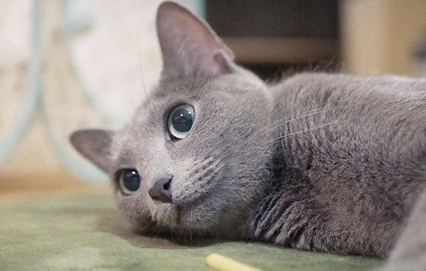 見つめるロシアンブルー