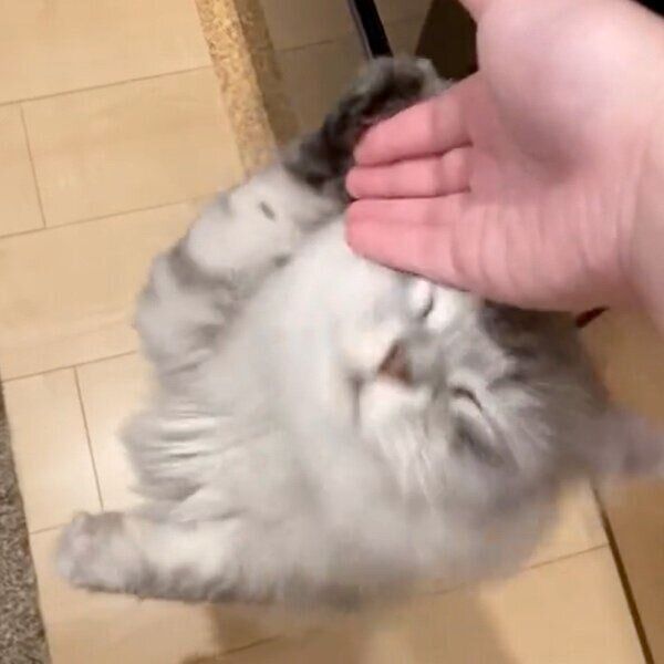 さらにスリスリまでするすぴくん