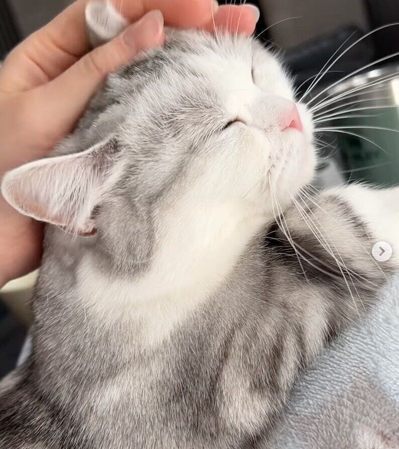 飼い主さんに甘えるつなちゃん