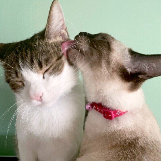 毛づくろいされる五郎くん