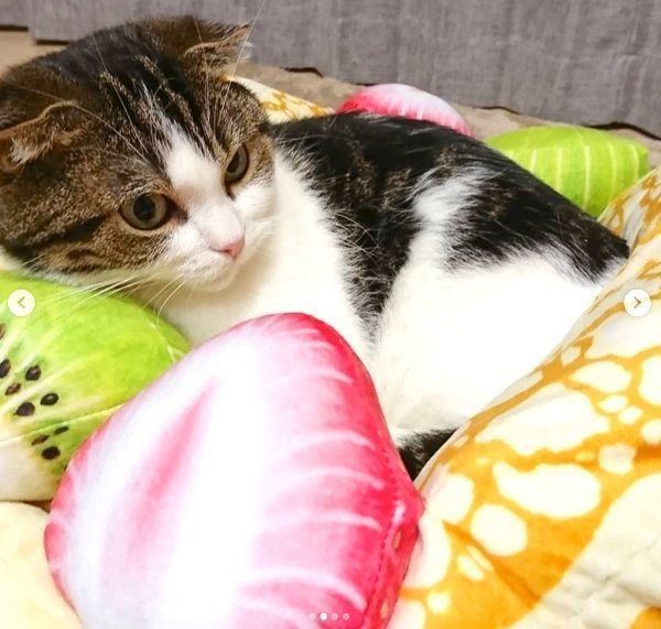 「にゃんこクレープオムレット」でくつろぐマンチカン