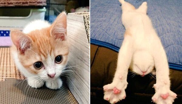 子猫時代のおちゃまるくん