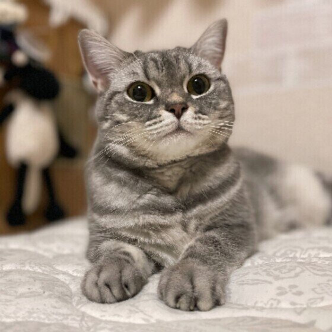 調査 愛おしさ炸裂 猫が飼い主の近くで ふみふみ するのはどんなとき ねこのきもちweb Magazine 調査 愛おしさ炸裂 猫が飼い主の近くで ふみふみ するのはどんなとき ねこのきもちweb Magazine