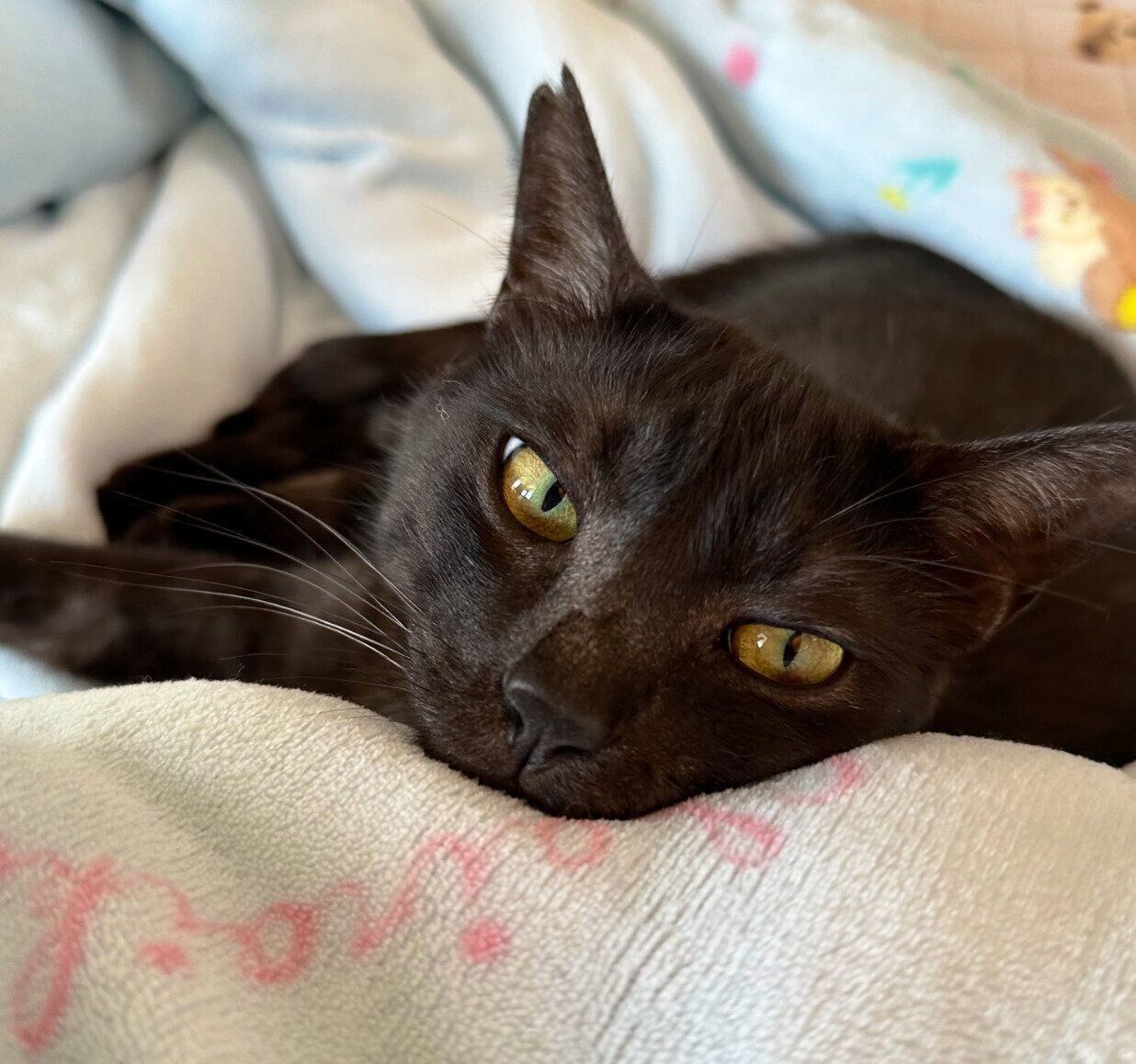 見つめる虎くん