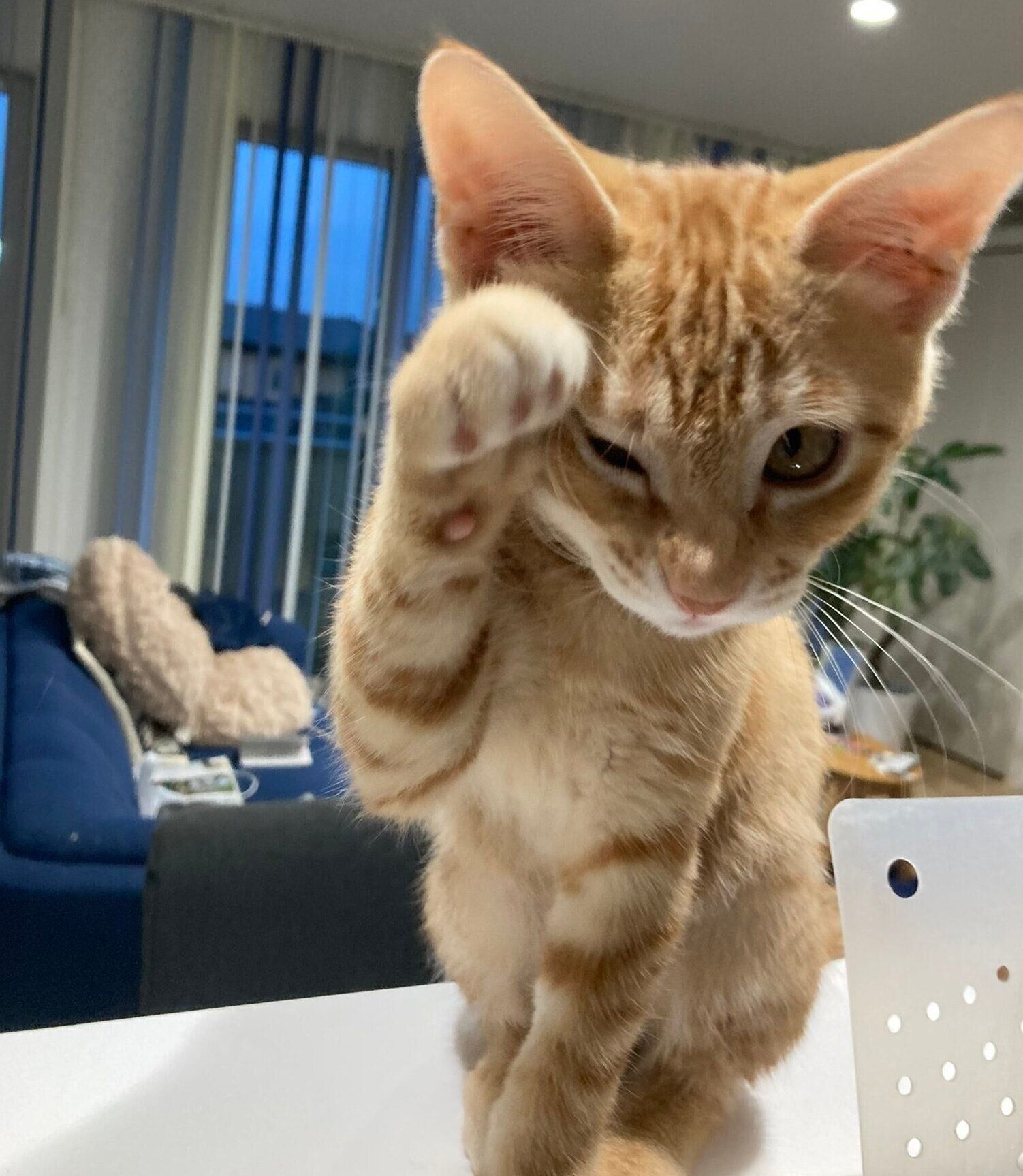 お迎え当時のおぬしくん