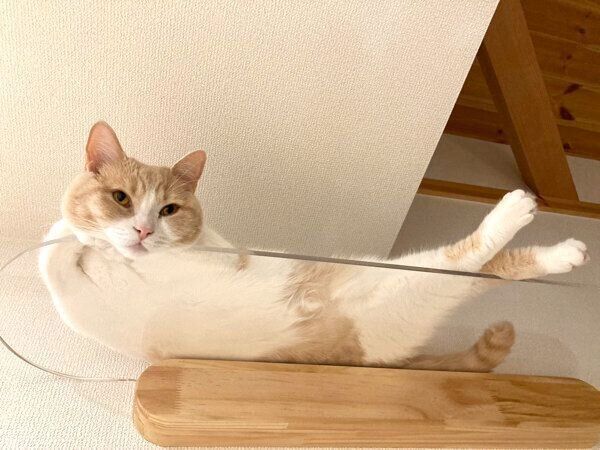 キャットウォークでくつろぐちょみーちゃん
