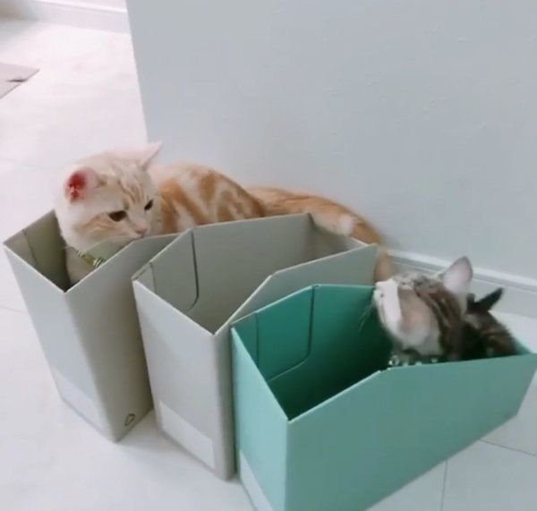 箱の中で遊ぶアメリカンショートヘア