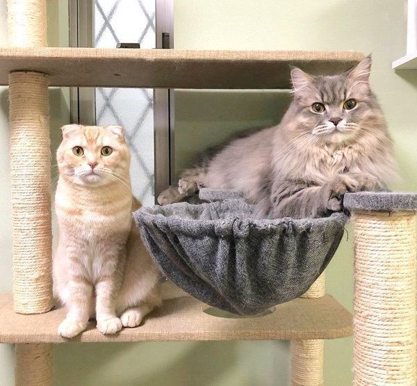 仲良しなスコティッシュフォールドとラガマフィン