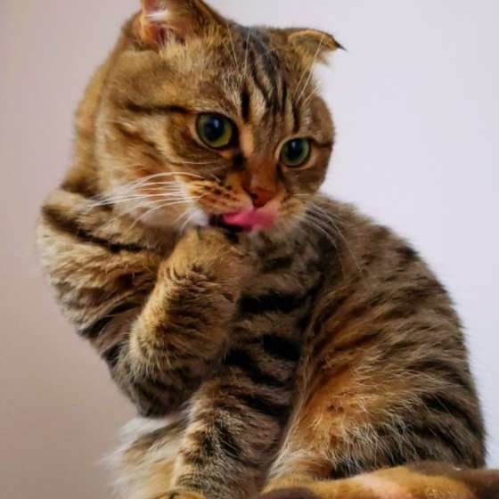 MIXキジトラののんくん