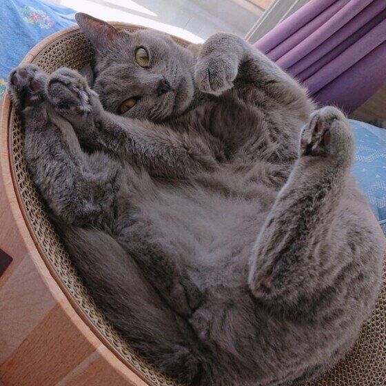 シャルトリューのココちゃん