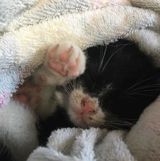 【子猫の画像】シーン別のベストショットから撮影のコツまでご紹介!|ねこのきもちWEB MAGAZINE