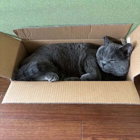 狭い場所は快適ブリティッシュショートヘア