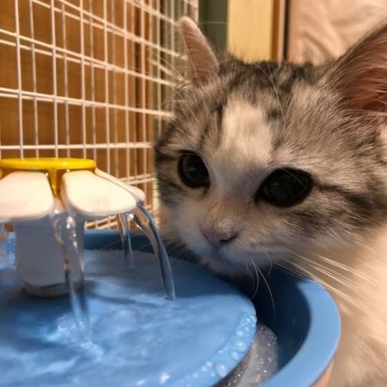 水を飲むマンチカン・ロングヘア