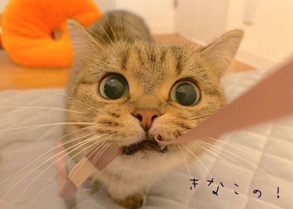 おもちゃで遊ぶきなこちゃん