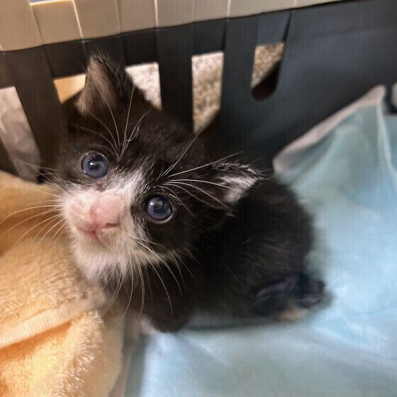 子猫のチズちゃん