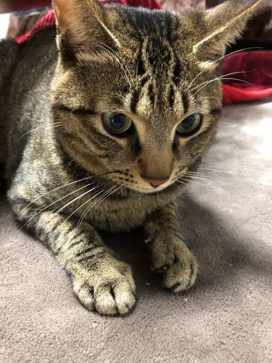 キジトラのおとくん