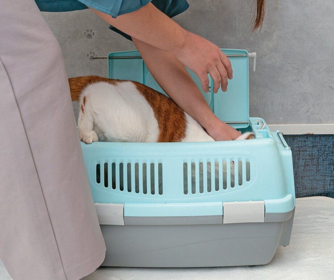 猫を頭からキャリーに入れている様子