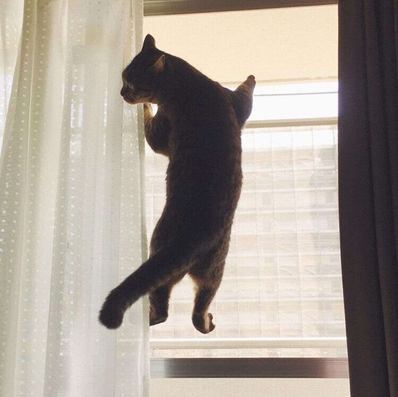 夏になると現れる 網戸にかかる猫 しまねこぐぐ Vol 72 ねこのきもちweb Magazine 夏になると現れる 網戸にかかる猫 しまねこぐぐ Vol 72 ねこのきもちweb Magazine