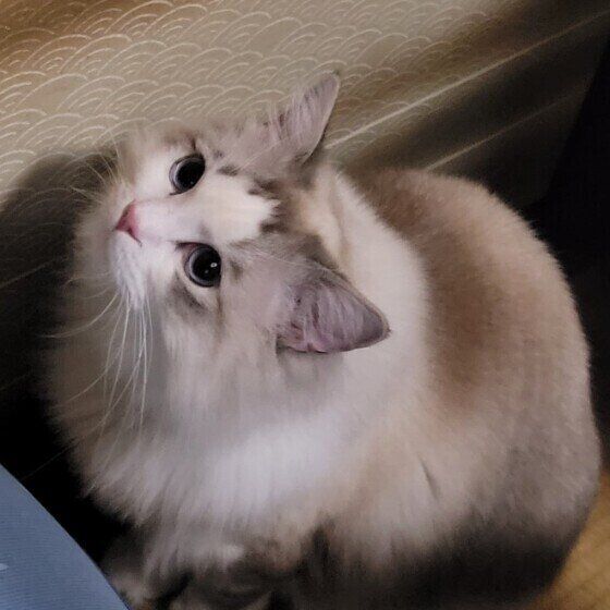 ラグドールのミーちゃん