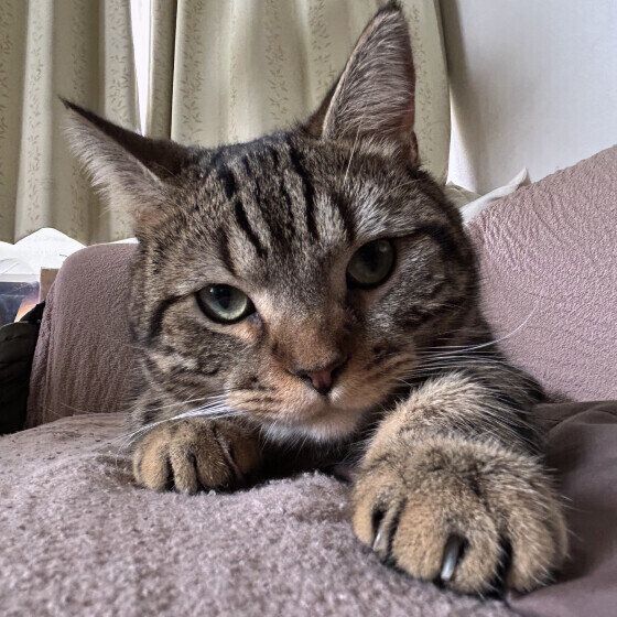 キメ顔をするマンチカン