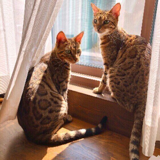 振り返る猫たち（ベンガル、メス）