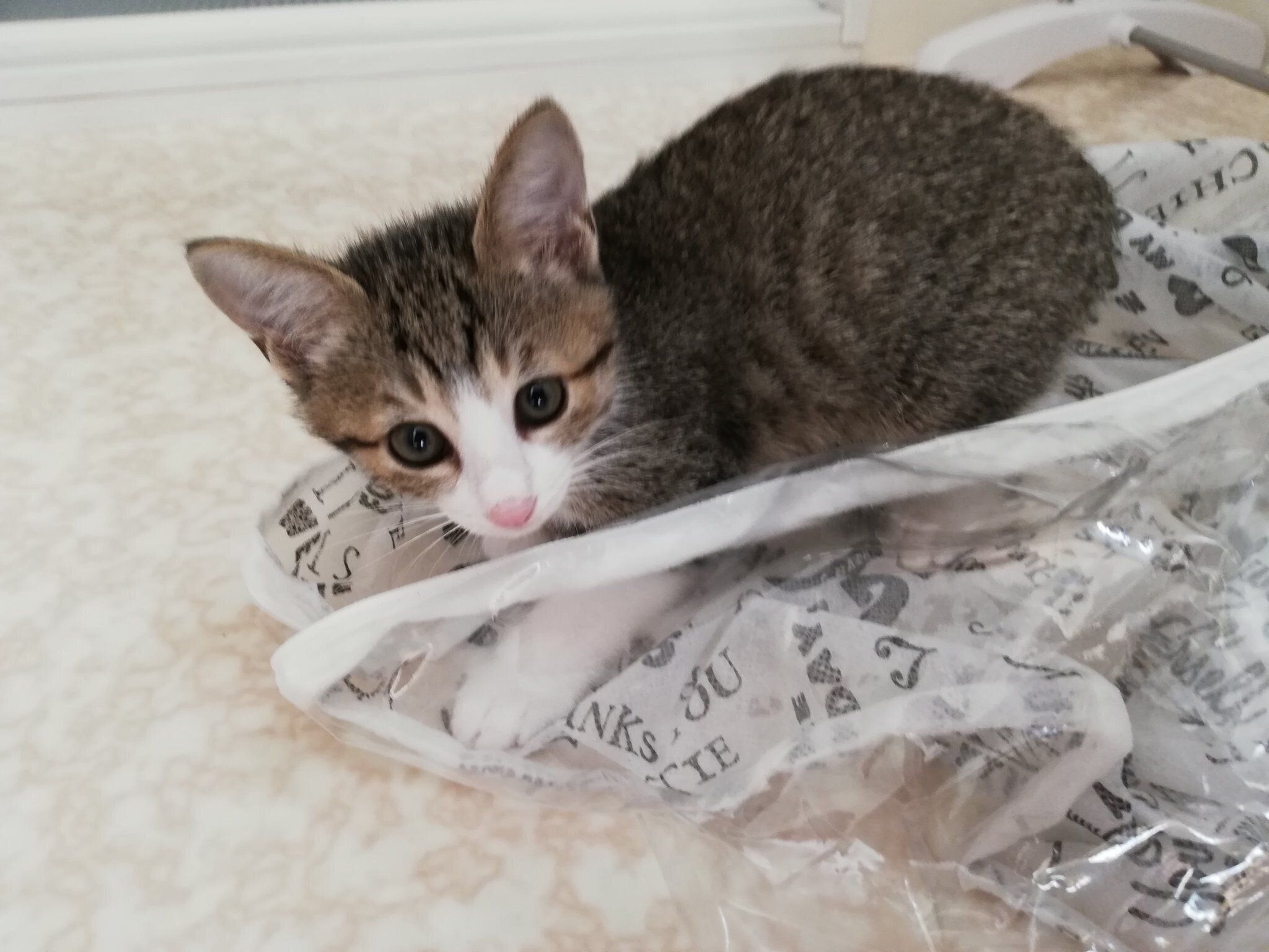 子猫時代のウルフくん