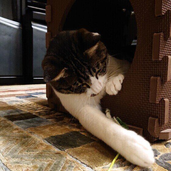 キジトラ猫のふくちゃん