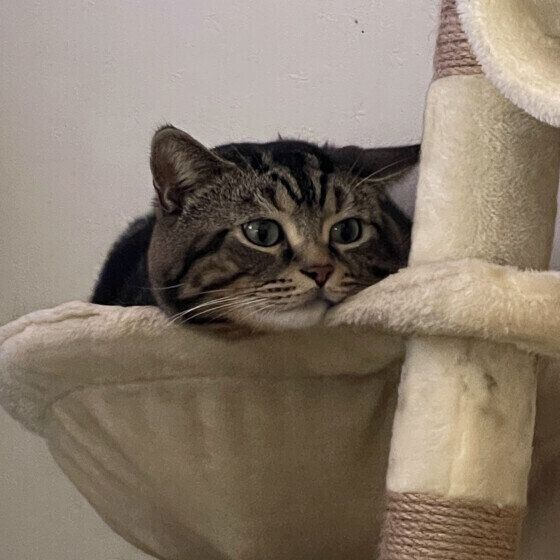 猫タワーでまったりするチョムくん