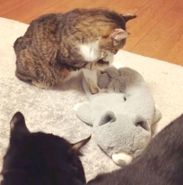 ぬいぐるみにふみふみする猫